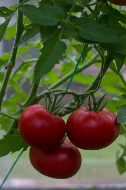 dojrzałe pomidory w szklarni Zbieranie dojrzałych roślin w ogrodnictwie