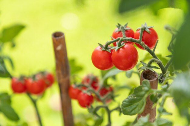 Dojrzałe Pomidory Wiśniowe Na Winorośli W Ogrodzie