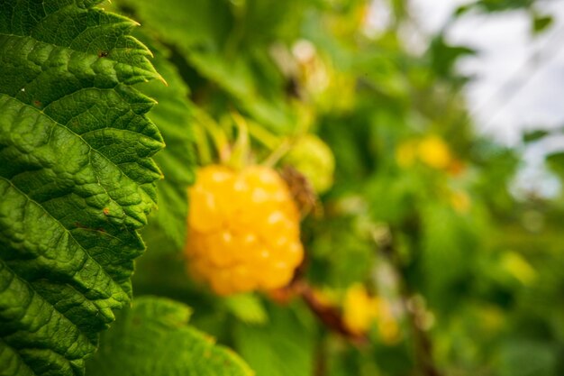 Dojrzałe soczyste maliny przeznaczone do walki radioelektronicznej Ogród krzewów owocowych Piękne naturalne wiejskie tło Koncepcja zdrowej żywności z witaminami