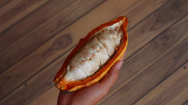 Dojrzałe strąki kakao, które otwiera się rękami, aby odsłonić nasiona Theobroma cacao L lub strąki kakao