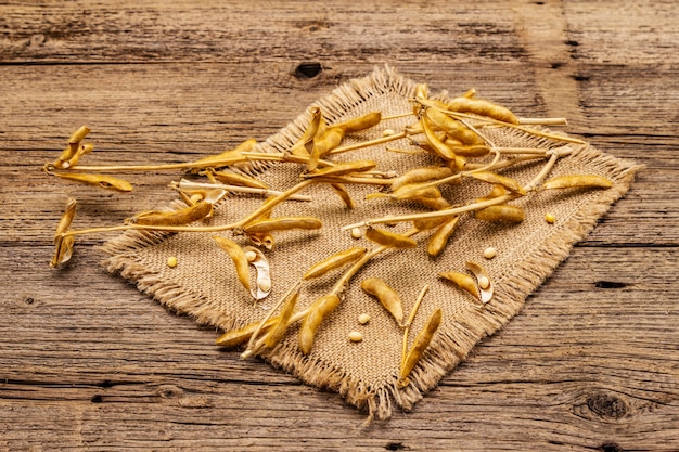 Zdjęcie dojrzałe suche nasiona soi w strąkach. uprawiane organiczne uprawy rolnicze, tradycyjny zdrowy składnik w kulturze orientalnej.