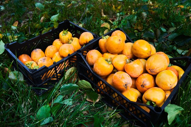 Dojrzałe świeżo zebrane pomarańczowe persimmon z zielonymi liśćmi w koszu. Jesienny sezon zbiorów