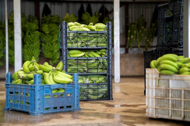 Zdjęcie dojrzałe zbiory bananów ułożone w plastikowych pudełkach stojących w sortowni fabryki