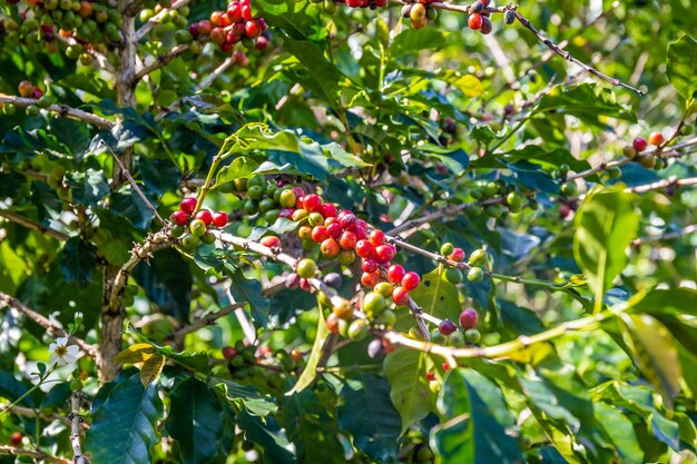 Dojrzałe Ziarna Kawy Na Roślinie Czekają Na Zbiory Na Polach