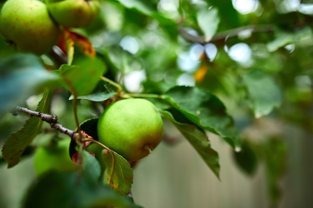 Dojrzałe zielone jabłko owoc na drzewie, gałąź jabłoni