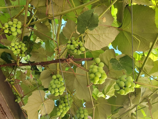 Dojrzałe Zielone Winogrona W Winnicy Winogrona Zielony Smak Słodki Rosnący Naturalnie W Ogrodzie