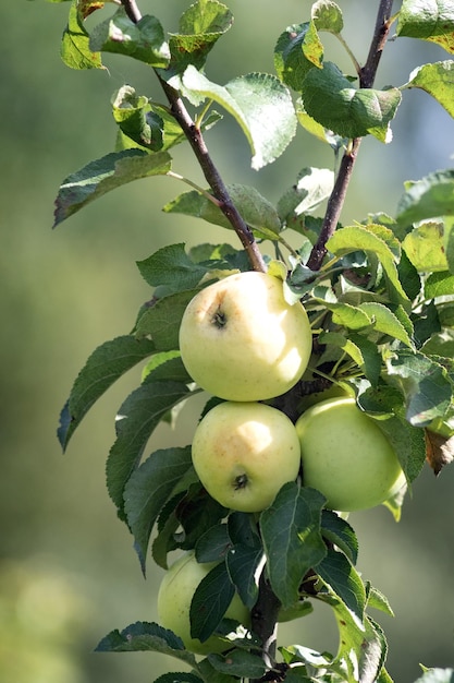 Dojrzałe żółte jabłka odmiany Narodnoje na gałęzi drzewa w ogrodzie w słoneczny dzień