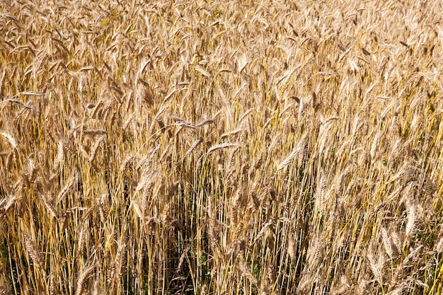 Dojrzałe żółte kłosy żyta na polu przed zbiorami