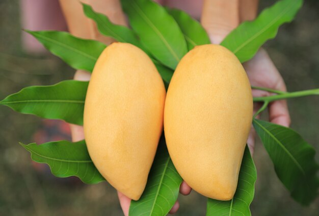 Zdjęcie dojrzałe żółte mango do soczystego jedzenia w domu