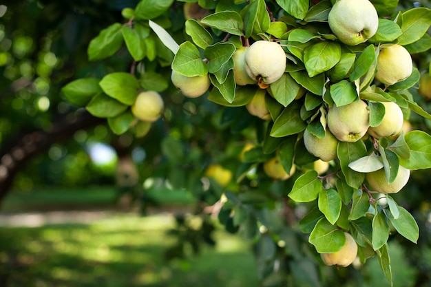 dojrzałe żółte owoce pigwy rosną na drzewie pigwy z zielonymi liśćmi w ekologicznym ogrodzie jesienią. Duże owoce pigwy na drzewie są gotowe do zbioru. Organiczne jabłka wiszące na gałęzi drzewa w sadzie jabłkowym.