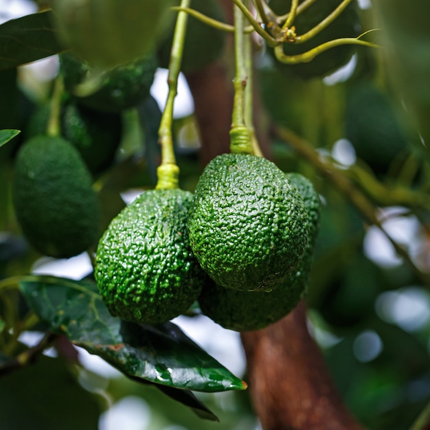 Dojrzały Hass Avocados wiesza na drzewie