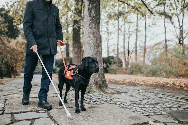 Dojrzały niewidomy z długą białą laską spacerujący w parku z psem przewodnikiem.