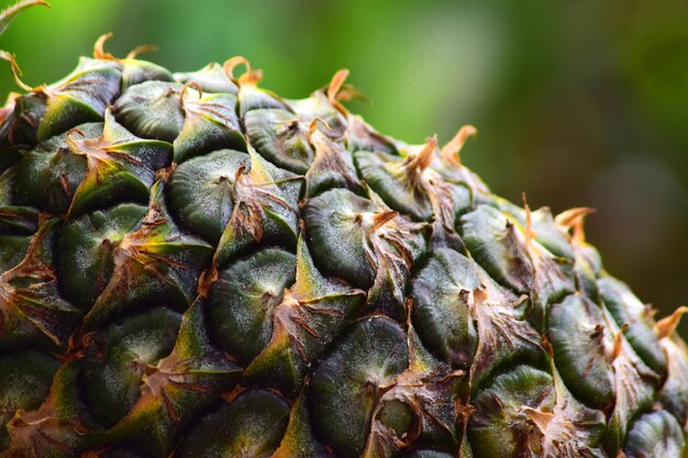 Dojrzały Owoc Ananasa Na Naturalnym Tle