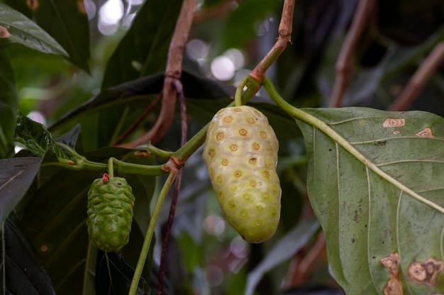 Dojrzały owoc Noni Mengkudu Morinda citrifolia zwany także owocem głodu