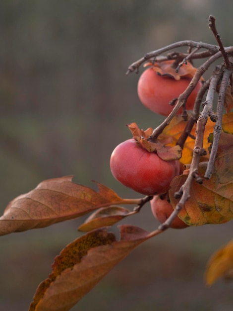 Dojrzały owoc persimmon Diospyros na drzewie późną jesienią w Grecji