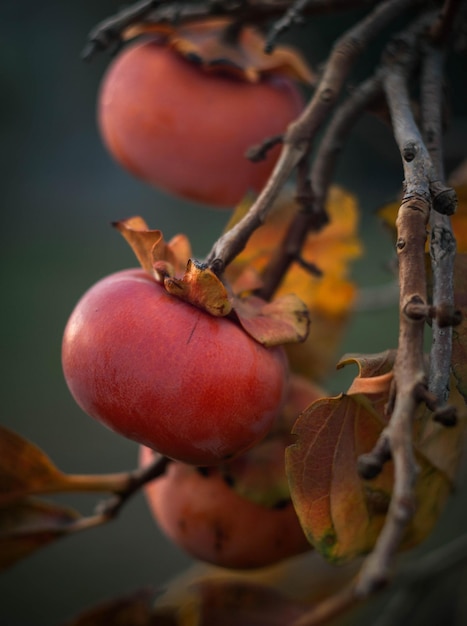 Dojrzały owoc persymony Diospyros na drzewie późną jesienią w Grecji w pochmurne dni