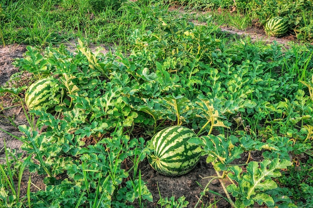 Dojrzały soczysty arbuz na polowej plantacji