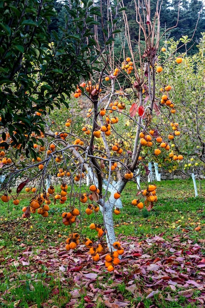 Dojrzewająca persimmon wisząca na gałęzi