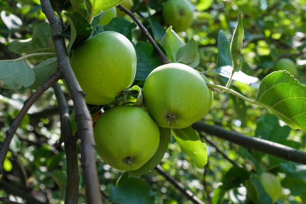 Dojrzewanie owoców jabłek