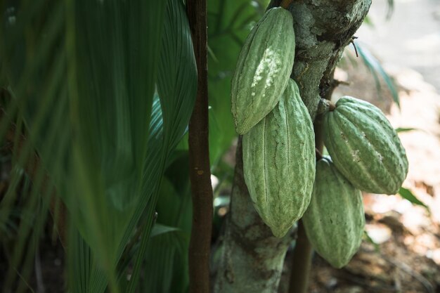 Dojrzewanie owoców kakao na wolności