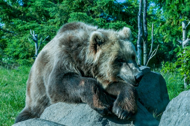 Dolina Jabłkowa, Minnesota. Niedźwiedź brunatny, Ursus arctos. Niedźwiedź grizzly spoczywający na skale.