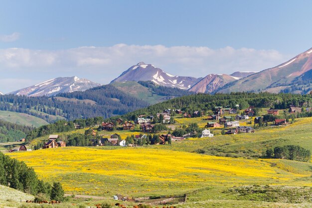 Dolina pokryta żółtymi polne kwiaty w Kolorado.