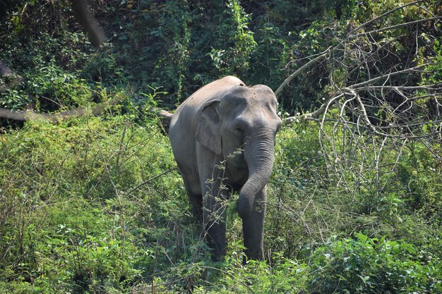 Zdjęcie dolina słoni w chiang rai w tajlandii