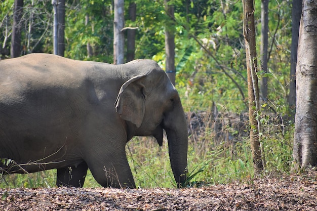 Dolina słoni w Chiang Rai w Tajlandii