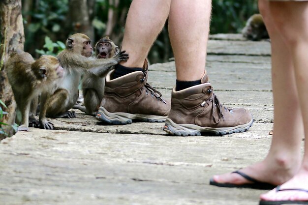 Zdjęcie dolna część człowieka z małpami na promenadzie