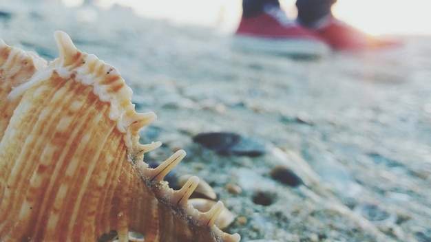 Dolna część osoby na koniu na plaży