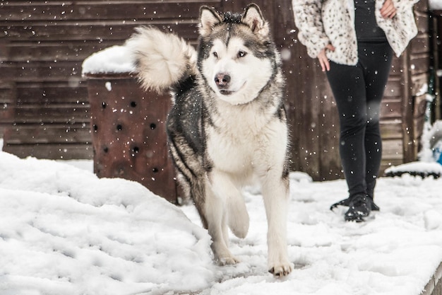 Zdjęcie dolna część osoby z malamute z alaski na śniegu