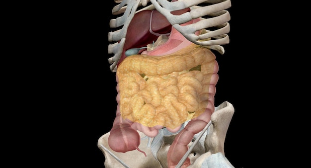 Zdjęcie dolny przewód pokarmowy składa się z jelita grubego i odbytnicy