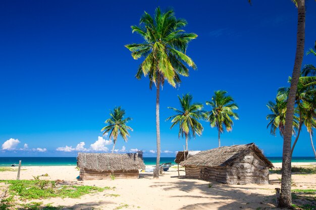 Dom na tropikalnej plaży na Malediwach z kilkoma palmami i błękitną laguną