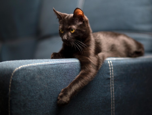 Dom piękny poważny kotek leży i bawi się na niebieskiej kanapie