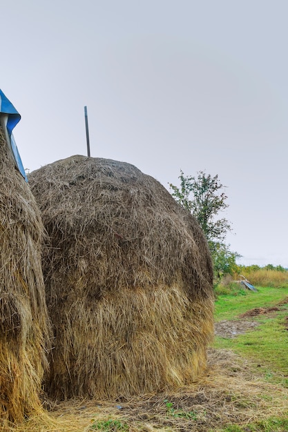 Dom, Stog Siana Na Polu, Pod Lasem, W Karpackiej Wsi, Ukraina