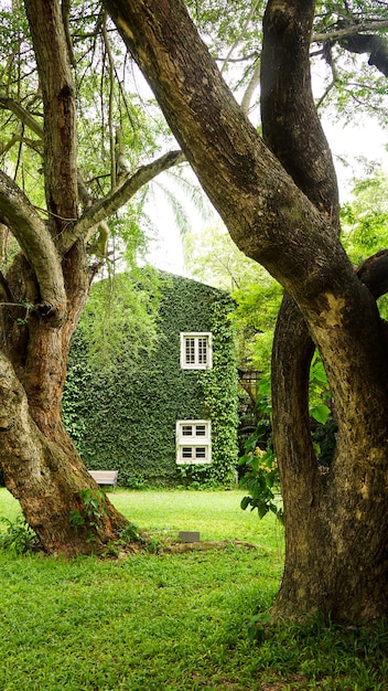 Dom w okolicy z Coatbuttons roślin ściany wśród zieleni