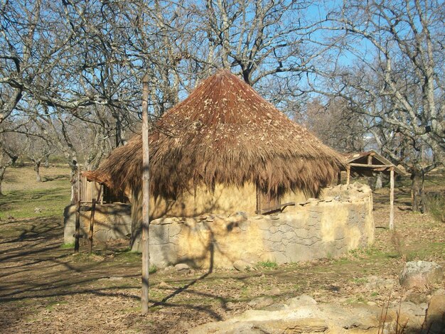 Zdjęcie dom z dachem z słomy i drzewa na tle nieba