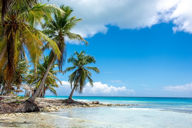 Dominikana piękne wybrzeże Karaibów z turkusową wodą i palmami