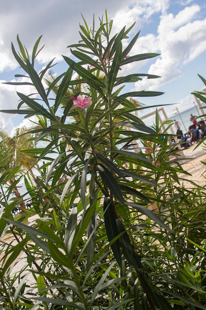 Dominikański szczegół roślinności tropikalnej rośliny