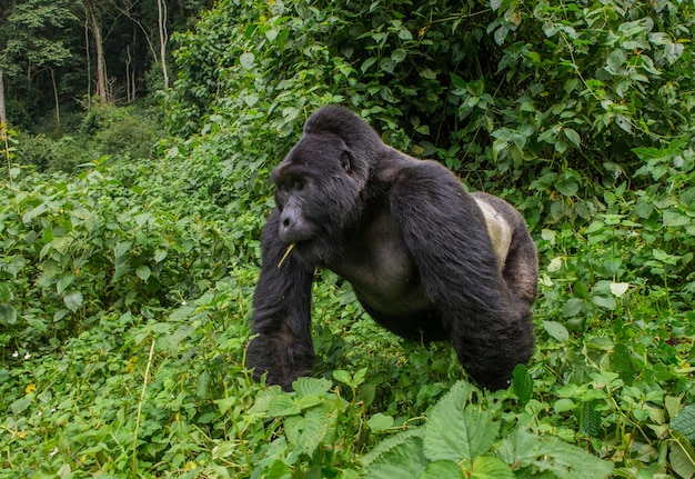 Dominujący samiec goryla górskiego w lesie deszczowym. Uganda. Park Narodowy Bwindi Impenetrable Forest.