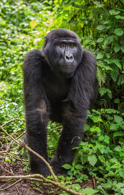 Dominujący samiec goryla górskiego w lesie deszczowym. Uganda. Park Narodowy Bwindi Impenetrable Forest.