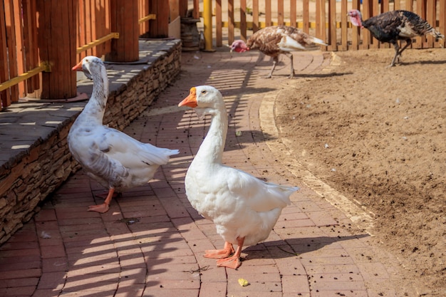 Domowa kaczka w zoo. Drób. Bydło. Zwierzę w niewoli.