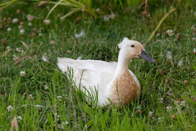 Domowa kaczka z pomponem w trawie