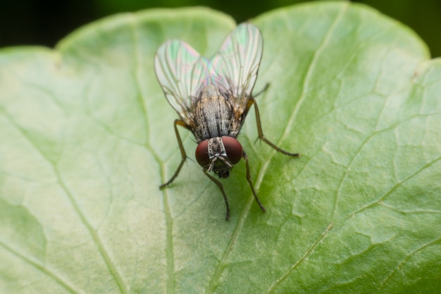 Domowa komarnica w ekstremum zakończeniu up siedzi na zielonym liściu.