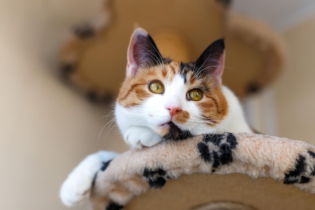 Domowa Piękna Trójkolorowa Kotka Z żółtymi Brązowymi Oczami Siedzi Na Kocie Wspinaczce Ramy W Pomieszczeniu I Patrzy Z Daleka Closeup