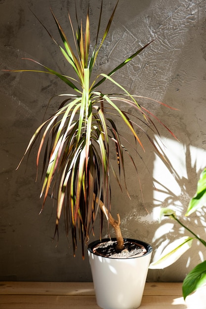 Domowa roślina dracena marginata we wnętrzu domu Pielęgnacja i reprodukcja eko dekoracji pokoju doniczkowego