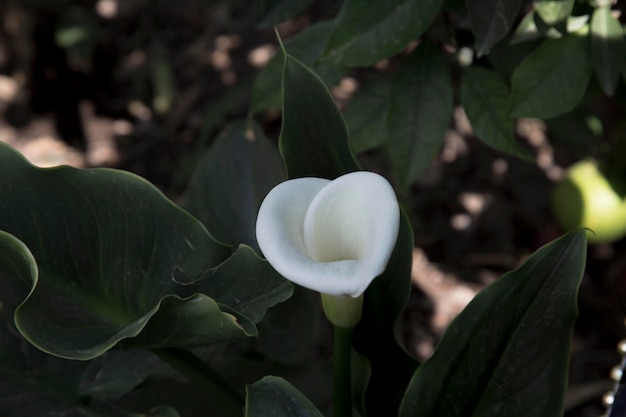 Domowa roślina głuptak Zantedeschia aethiopica