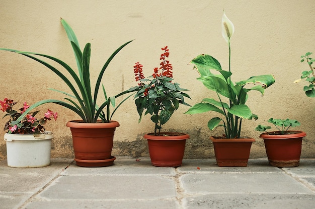 Domowe kwiaty w doniczkach na dziedzińcu patio ekologia domu i środowiska Rama pozioma