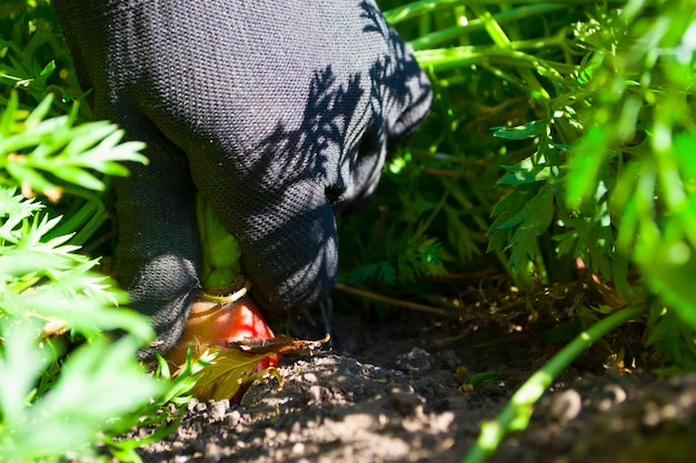 Domowe marchewki na łóżku warzyw ogrodnictwo ekologiczne z bliska