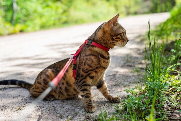 Domowy Kot Bengalski Idzie Na Smyczy Przez Las. Kotek Siedzi Na ścieżce I Poluje Na Kogoś W Trawie.